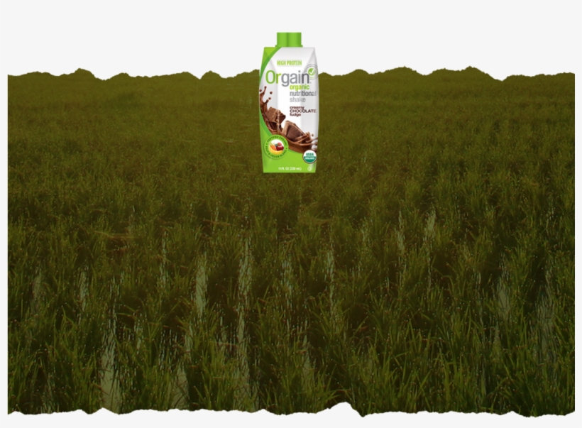 Orgain Protein Powder Drink, transparent png #3636211