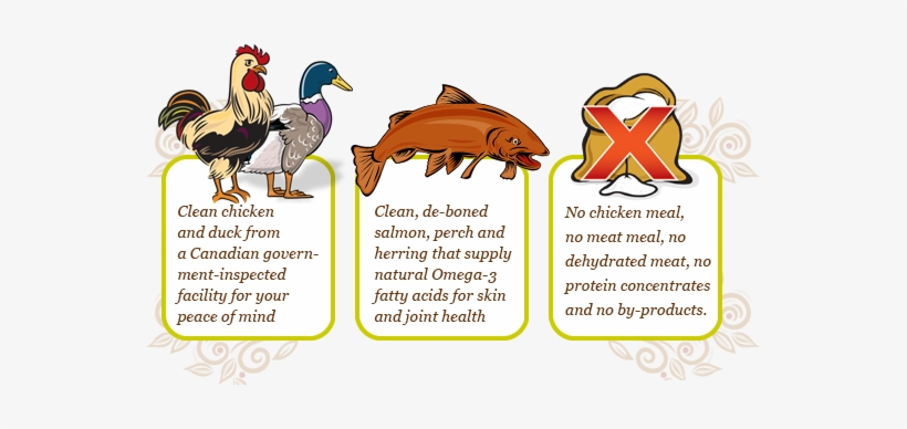 Comparing Carna4 - Cartoon, transparent png #3637029