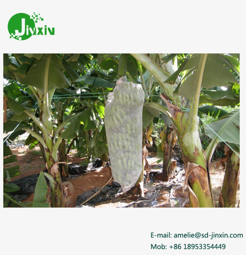 15g 1x2m Nonwoven Banana Bunch Cover With 4%uv Treatment - Banana Cover Crop, transparent png #3637866