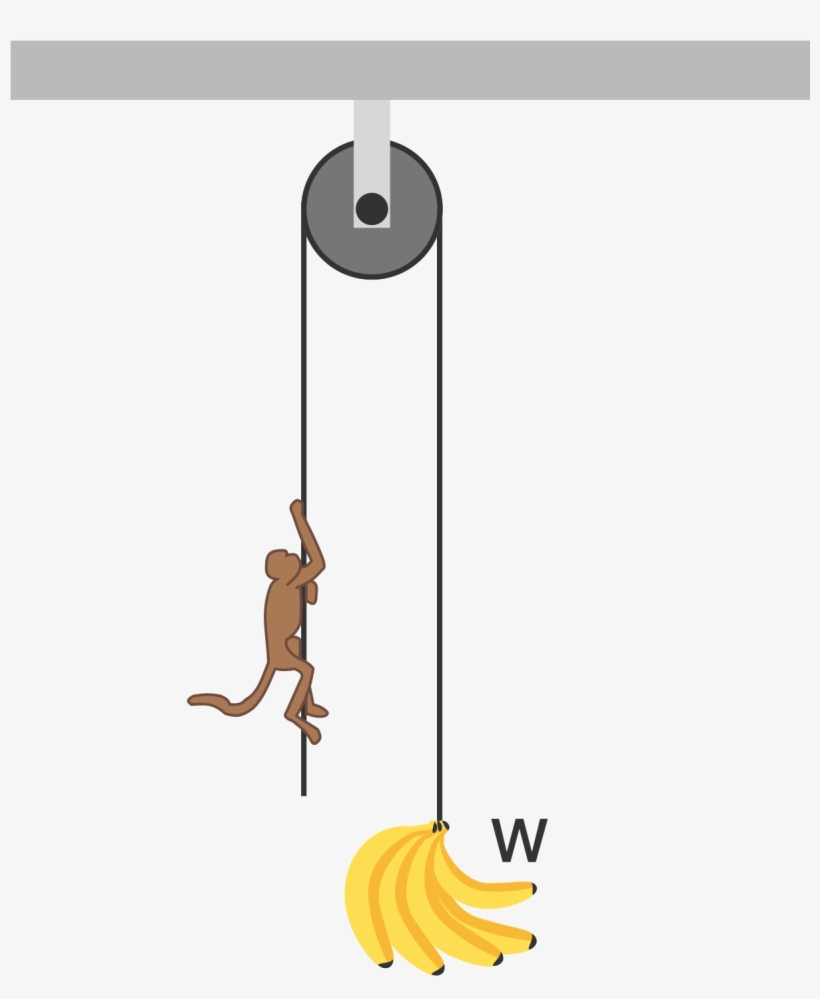 A Bunch Of Bananas Of Total Weight W W Is Hung At One - Illustration, transparent png #3638451