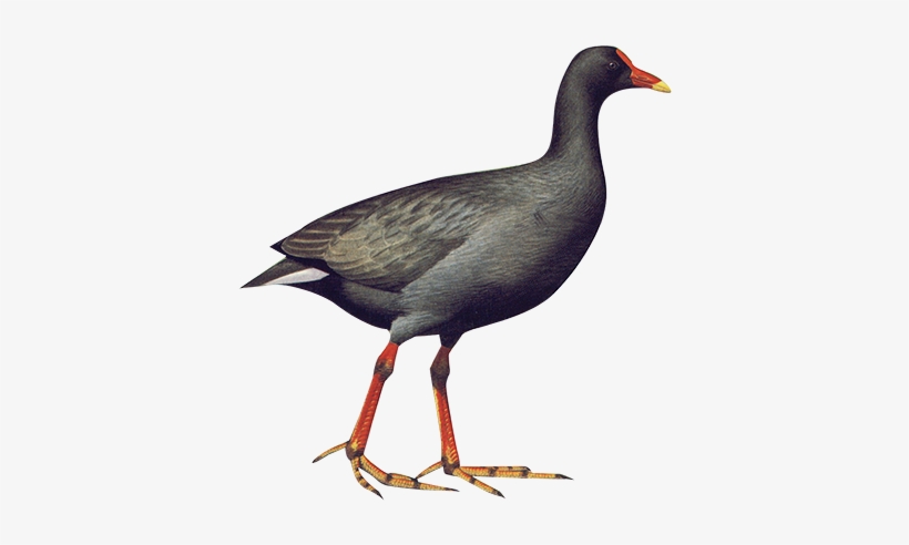 Dusky Moorehen 38cm - Png Water Birds, transparent png #3638805