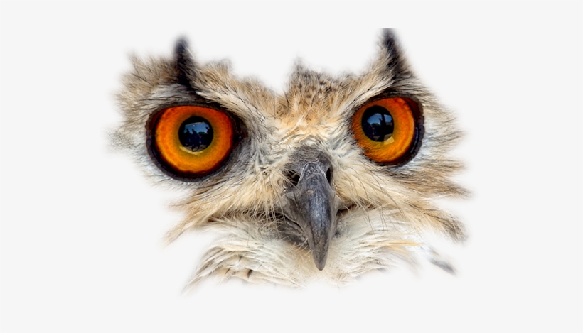 Bird-048 - Bird Mask Png, transparent png #3638843