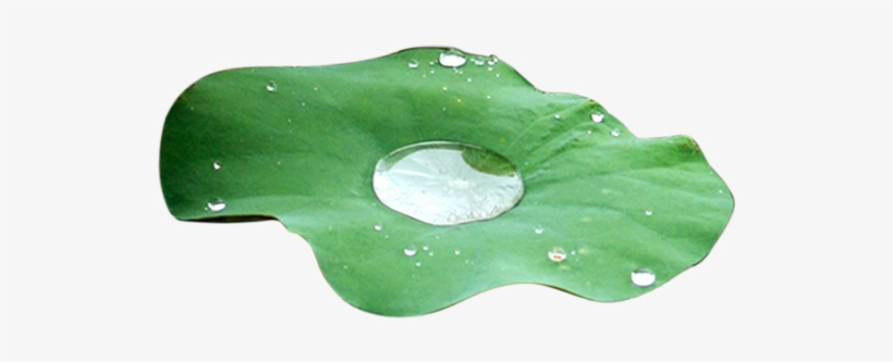 Water Drops Leaves - Flower Water Drop Png, transparent png #3640671