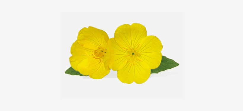 Nachtkerze - Evening Primrose Png, transparent png #3640911