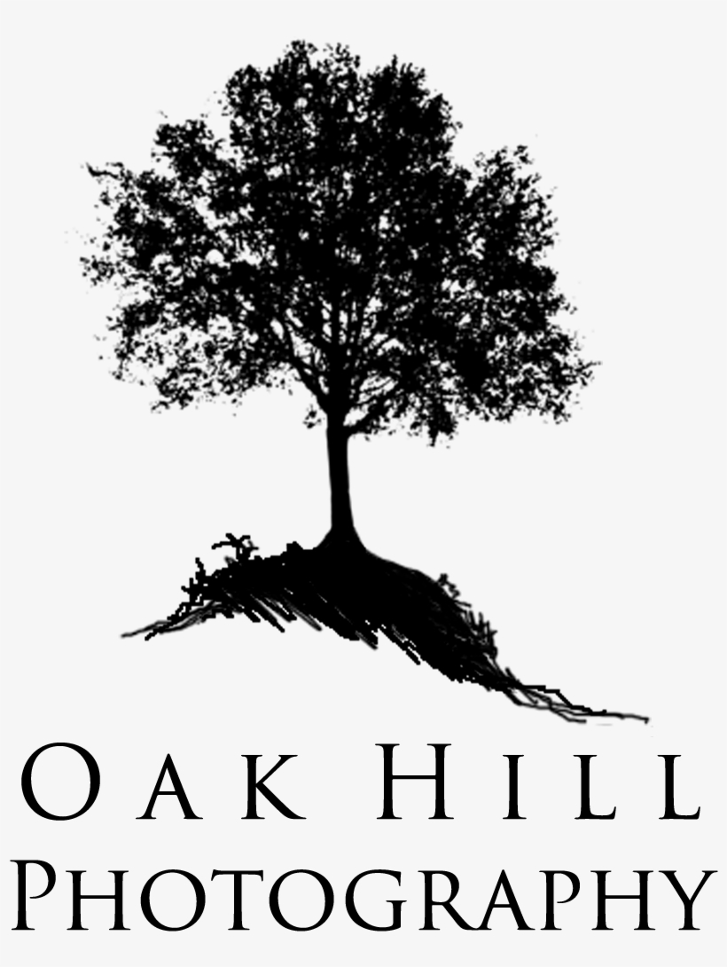 It's Been A Long Time Coming, But Tomorrow Morning - Tree Silhouette Vector Png, transparent png #3642070