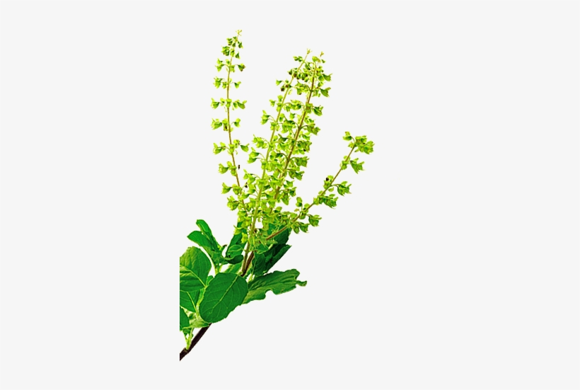 Tulsi - Goayur Neem-tulsi Re-firm Cream (bust Firming), transparent png #3642379