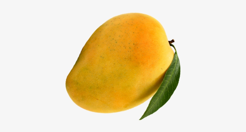 Ratnagiri Alphonso Mangoes To Your Doors - Ratnagiri, transparent png #3642636