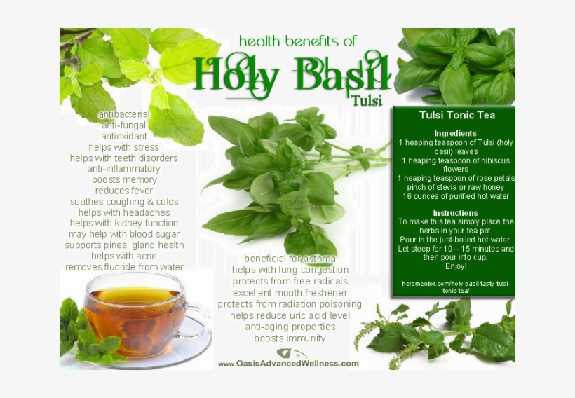 Health Benefits Of Holy Basil The Most Sacred Herb - Sweet Basil Holy Basil, transparent png #3642852