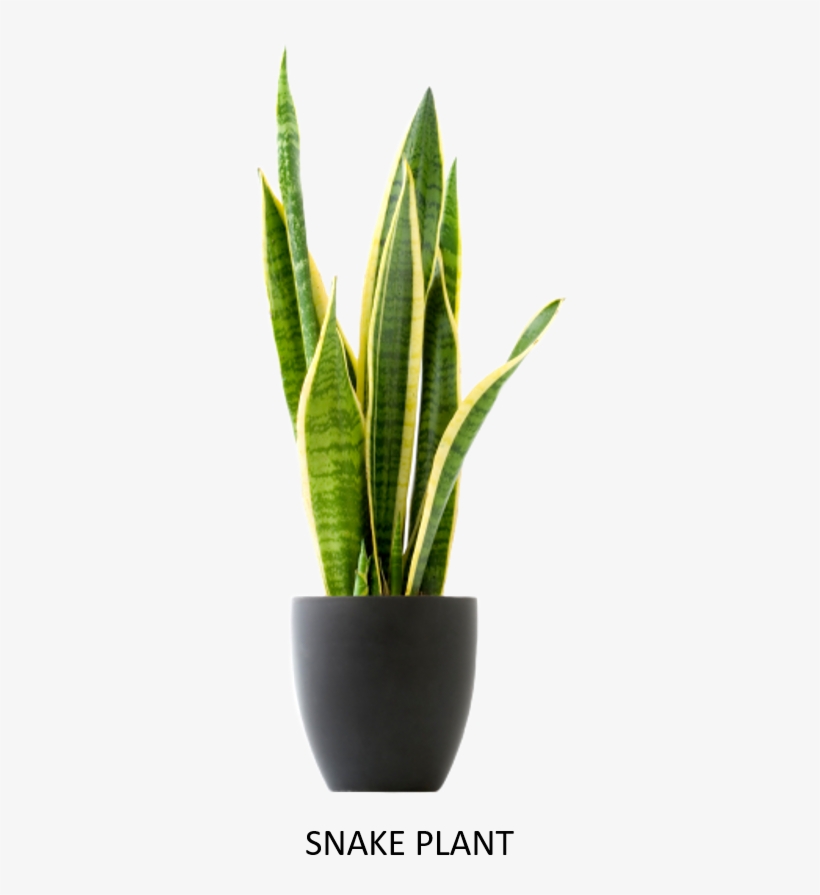 This Plant Produces Oxygen Even In Night - Cat Friendly Plants, transparent png #3642886