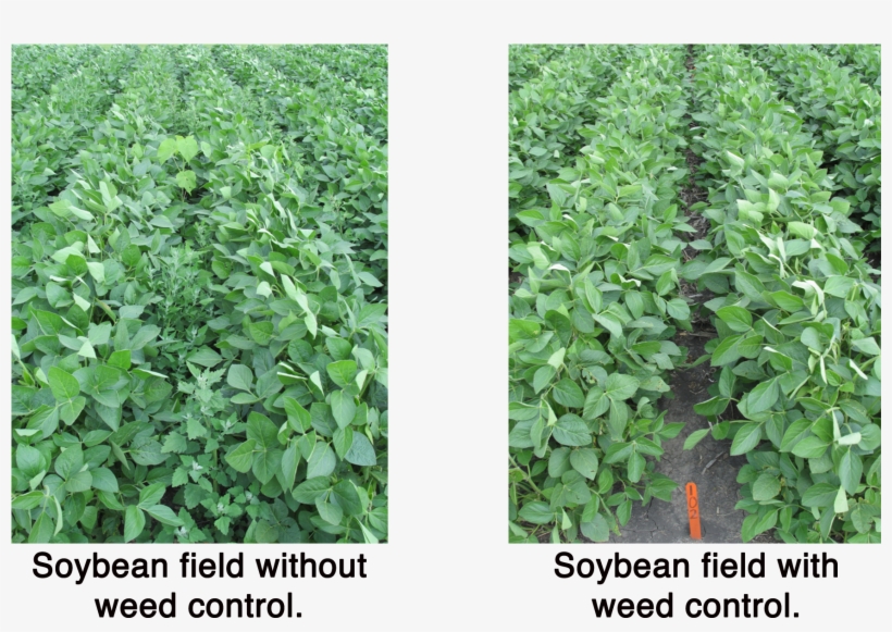 If They Are Consumed To Grow Weeds Instead Of Food - Crop, transparent png #3642888