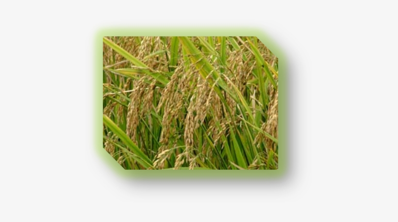 Summer Season Crops In India, transparent png #3643010