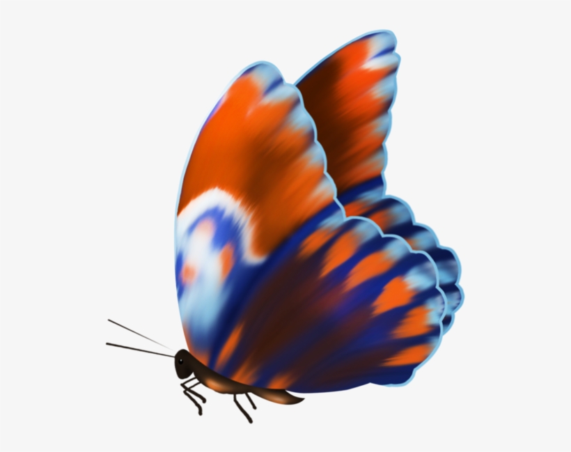 Butterfly, transparent png #3643252