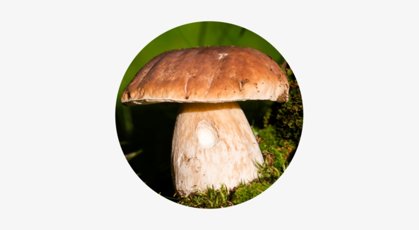 Learn How To Make Circular Photo Crops Using Layers - Zoner Software, transparent png #3643299