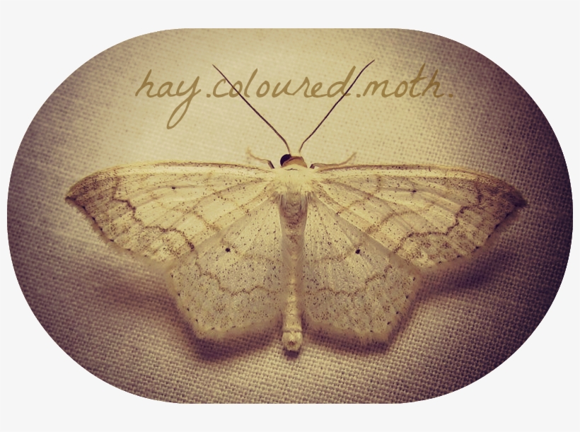 Moth, transparent png #3643431