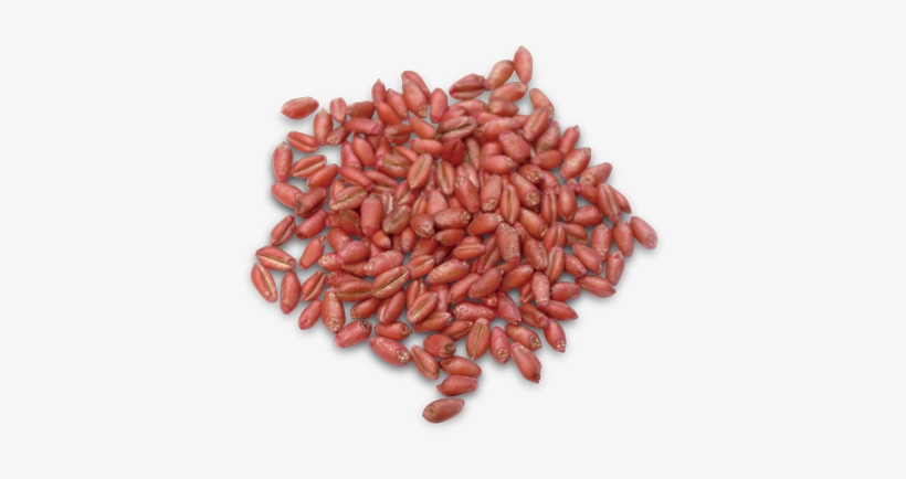 We Sell Hybrid Seed Corn, Soybean Seed, Private Label - Dried Goji Berry Png, transparent png #3643497