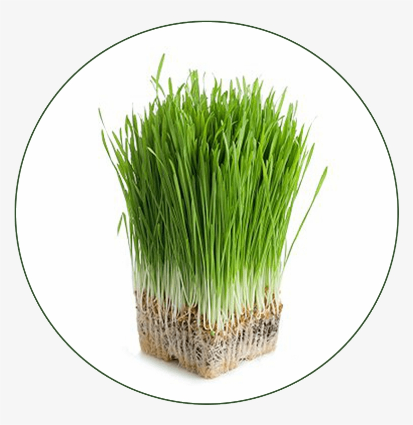 Grass seed that will grow on anything