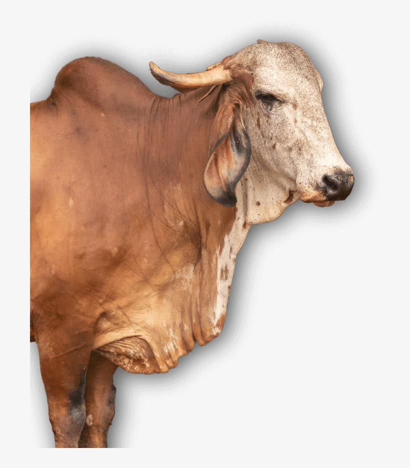 Gir Cow's Milk In Ancient Ayurveda Is Referred To As - Milk, transparent png #3643771