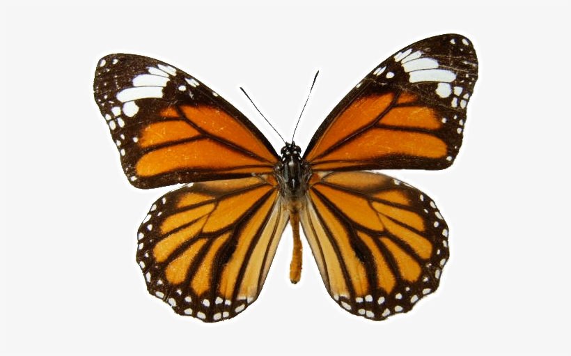 Monarch Butterfly Transparent Background - Butterfly Orange, transparent png #3643878