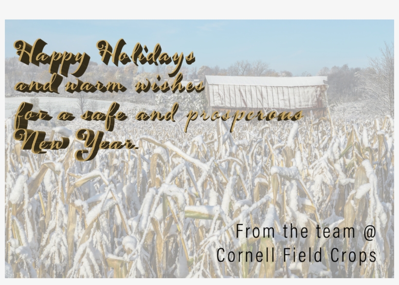 Cornell Field Crops On Twitter - Field, transparent png #3644066