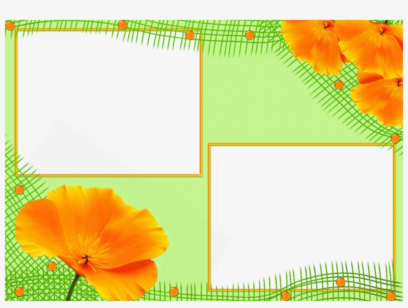 Eschscholzia Californica, transparent png #3645204