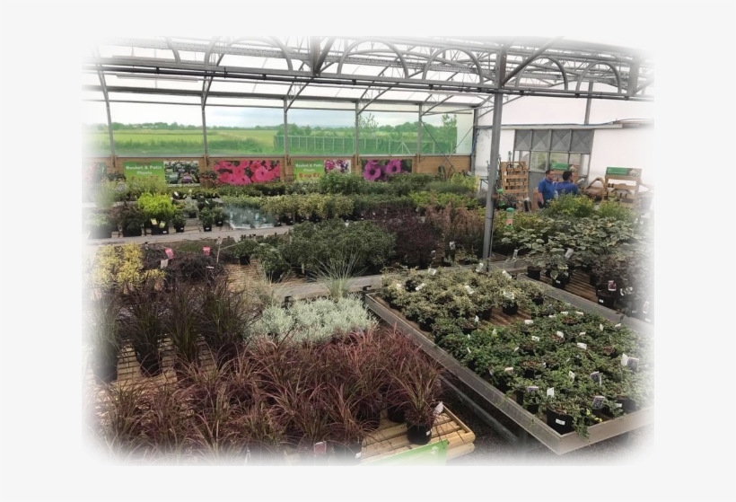 The Biggest Range Of Shrubs, Trees, Perennials, Alpines - Project, transparent png #3646611