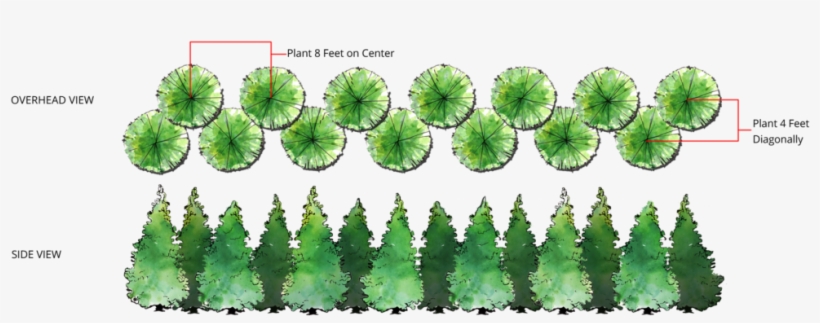 Thuja Green Giant Double Row Spacing - Thuja Smaragd Spacing, transparent png #3646673