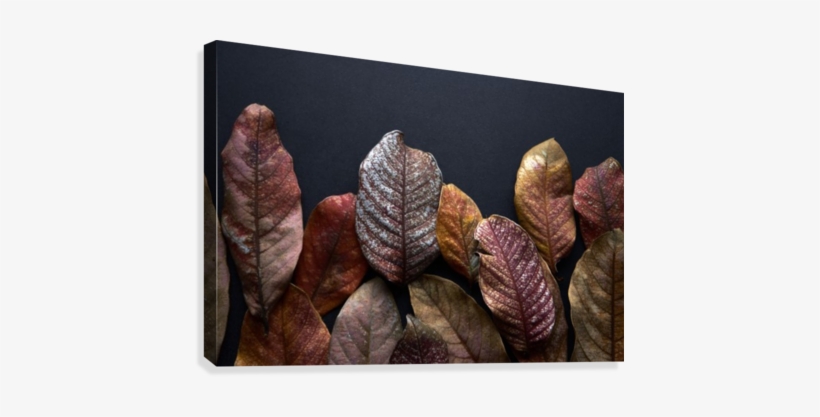 Dried Leaves Of Fall Canvas Print - Canvas Print, transparent png #3646730