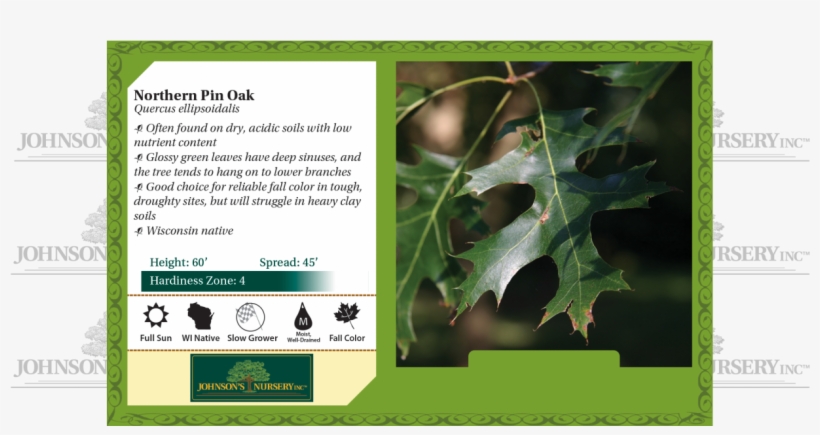 Northern Pin Oak Quercus Ellipsoidalis Benchcard - Cephalanthus, transparent png #3646783
