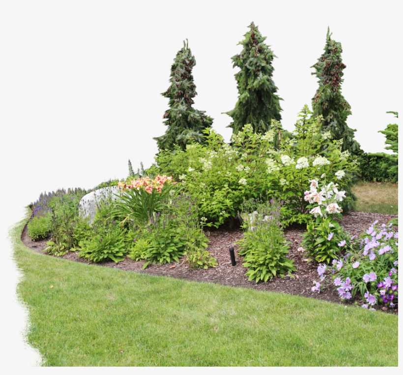 View Examples In Gallery - Delphinium, transparent png #3646898
