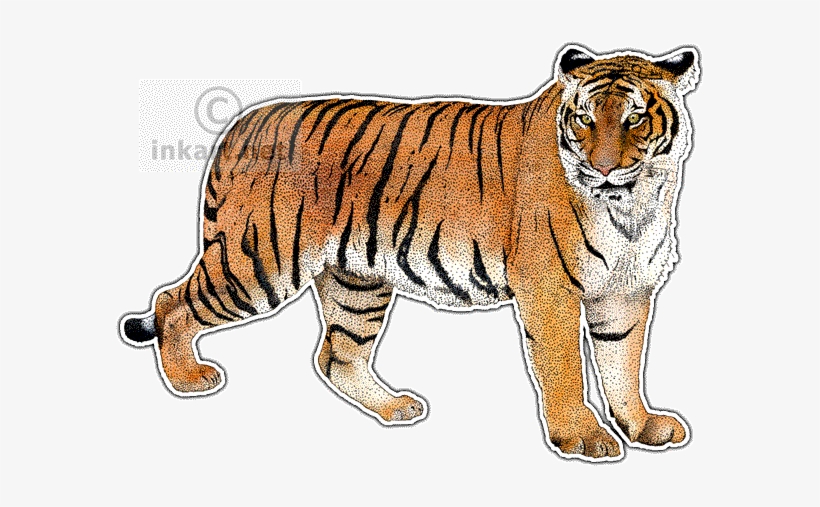 Drawn Tiger Malayan Tiger - Malayan Tiger Png, transparent png #3647357