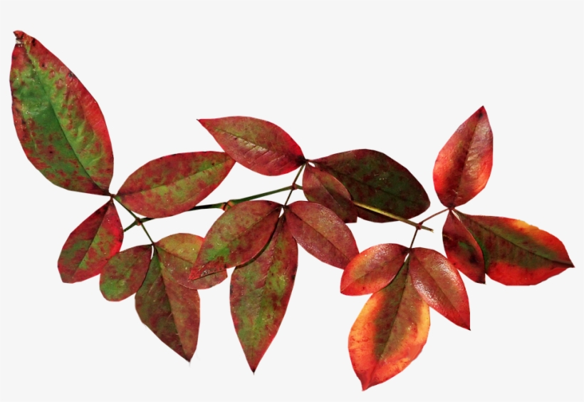 Leaves, Bamboo, Autumn, Fall, Nature, Garden - Autumn, transparent png #3647423