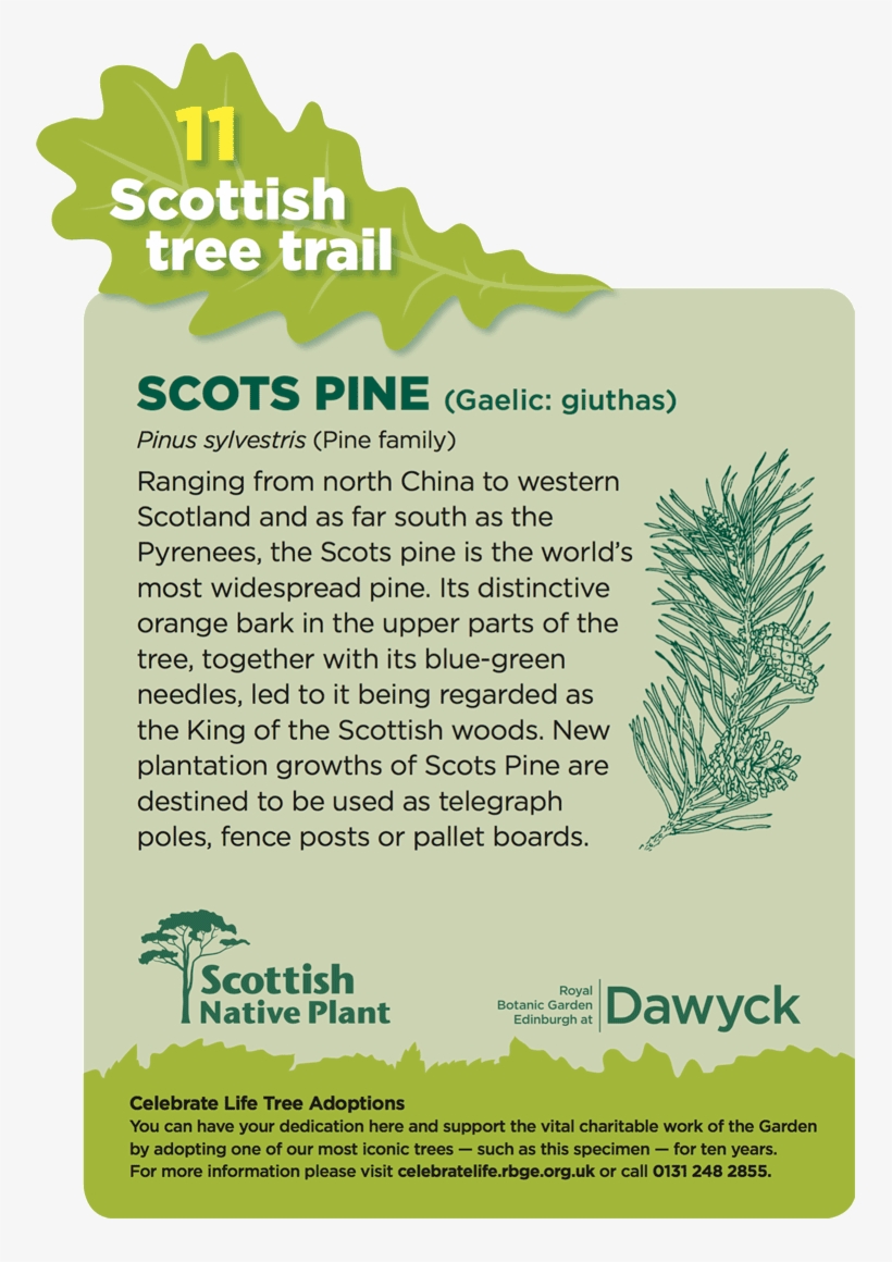 Sample - Dawyck - Royal Botanic Garden Edinburgh, transparent png #3647730