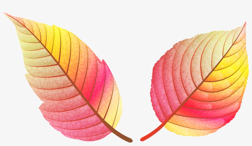 Leaf Png Colour Full, transparent png #3648102