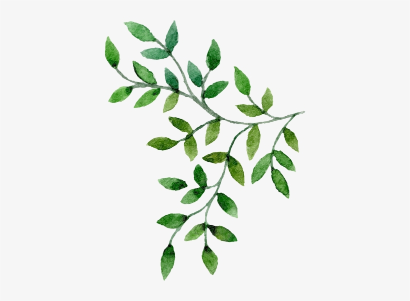 Floral & Hardy - Drink, transparent png #3648174