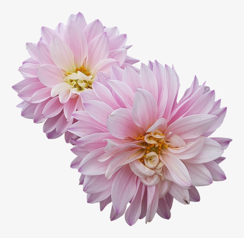 Dahlias, Flowers, Pink - Pink Dahlia Flower Png, transparent png #3648378