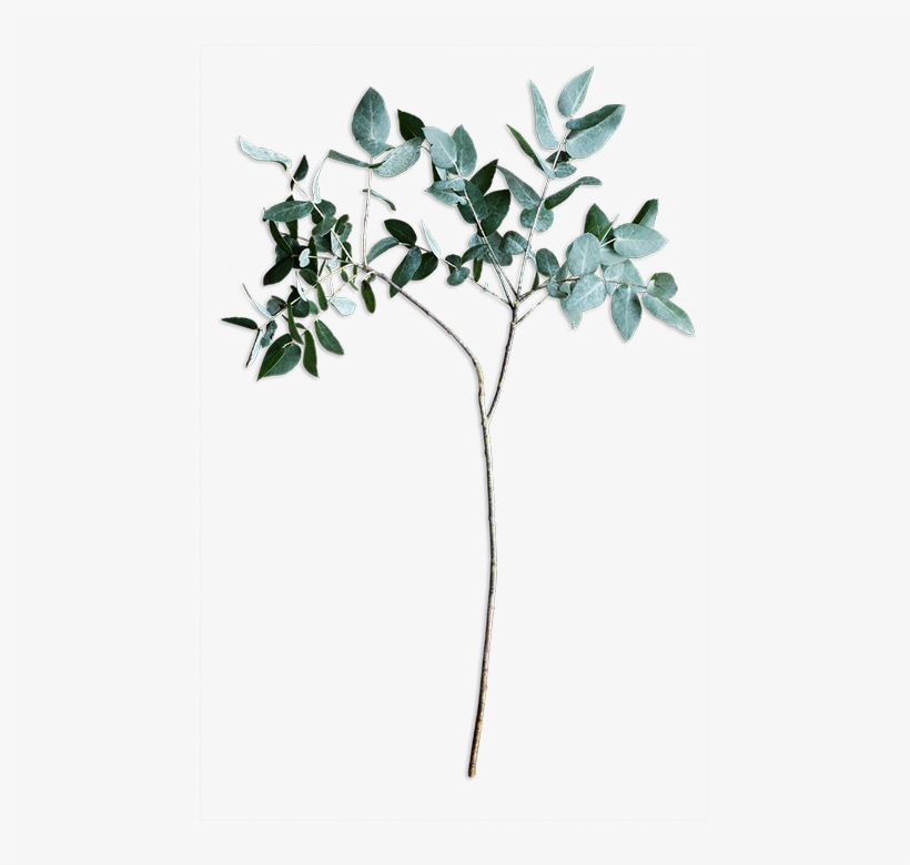 An Online Floral Studio Where You Design And We Deliver - Twig, transparent png #3648437