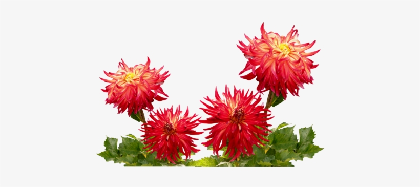 Dahlias,autumn,dahlia Garden,late Summer,dahlia,dahlia - China Flowers Png, transparent png #3648653