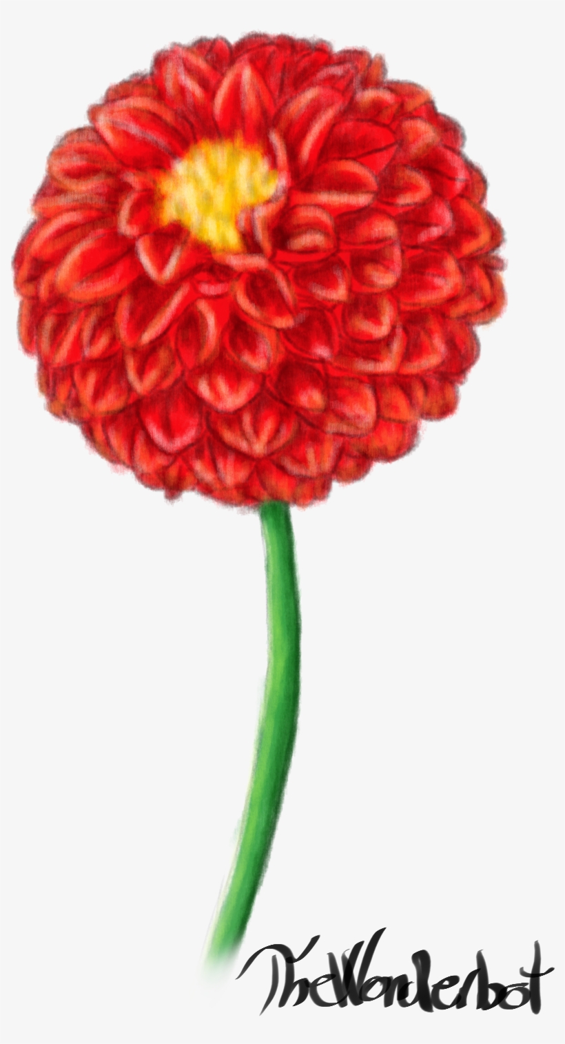 Red Dahlia - Common Zinnia, transparent png #3649170