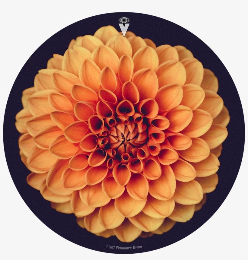 Orange Dahlia Flower Drum Skin For Bass, Snare And - Address Book.: Glossy And Soft Cover, Large Print,, transparent png #3649192