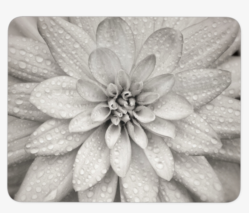 Dahlia Flower Mouse Pad - Dahlia, transparent png #3649218