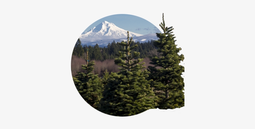 View Of Snow Covered Mt - Oregon, transparent png #3649422