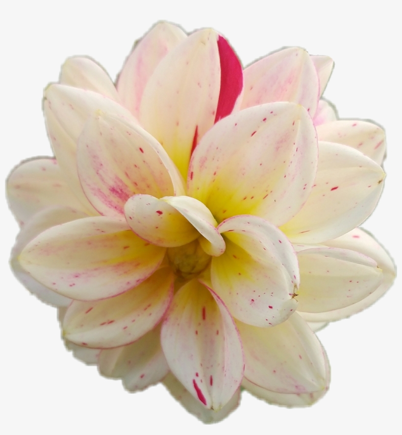 Picsart Photo Studio, transparent png #3649471