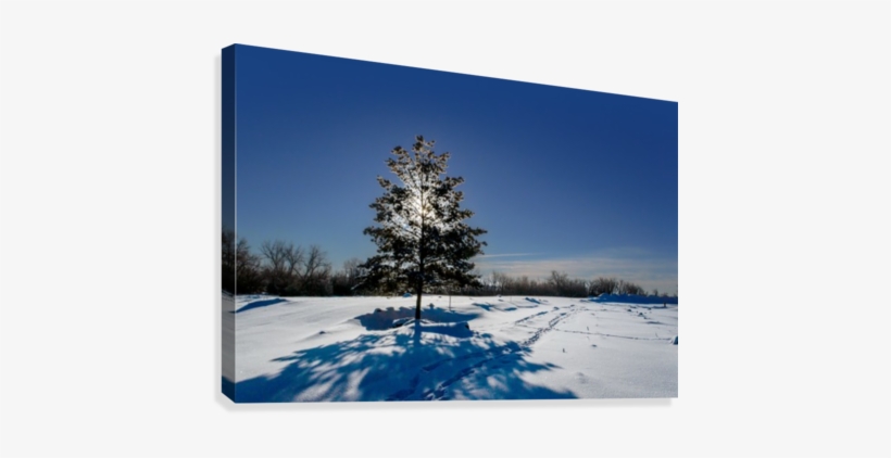 Frosty, Snowy Night With A Purple Sky, Christmas Tree - Snow, transparent png #3649816