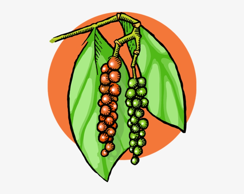 Black Pepper Ripening On The Vine - Black Pepper, transparent png #3650126