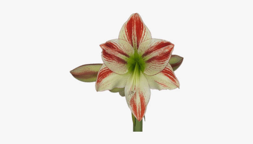 Amaryllis, transparent png #3651388