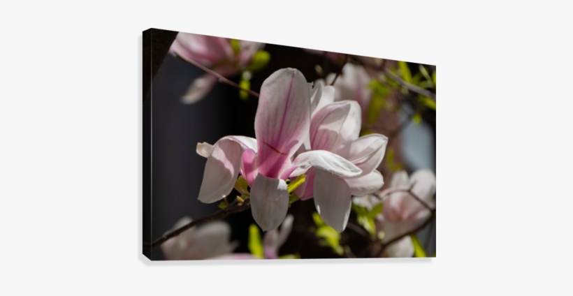 Single Flower Canvas Print - Chinese Magnolia, transparent png #3651394