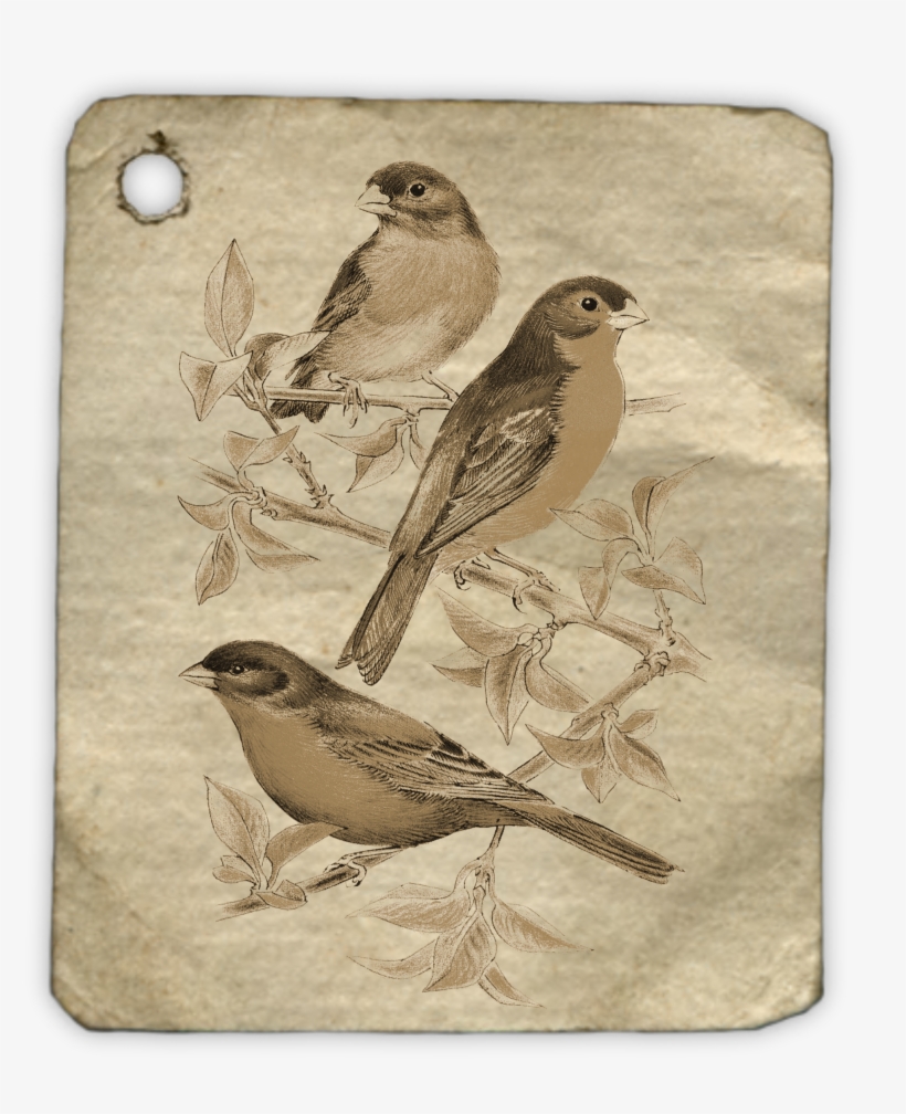 Birds Animal Fly Tag Label 1485642 - Bird, transparent png #3652748