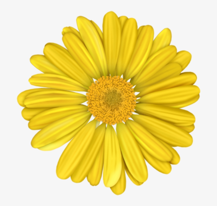 盛开的黄色菊花 - Blue Gerber Daisy Transparent Background, transparent png #3652750