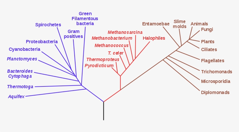 The Phylogenetic - Phylogenetic Tree, transparent png #3652893