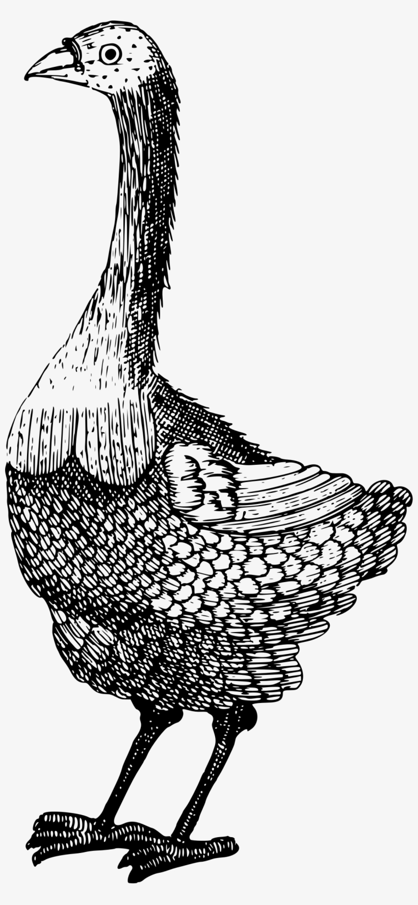This Free Icons Png Design Of Strange Bird, transparent png #3653050